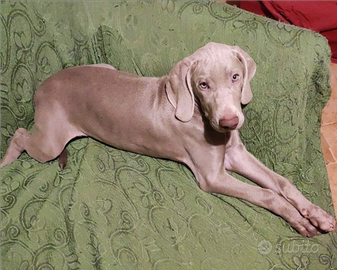 Cucciola di Weimaraner con pedigree