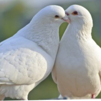 Colombi viaggiatori per matrimonio