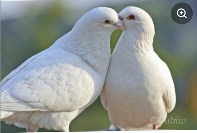 Colombi viaggiatori per matrimonio