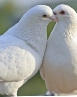 Colombi viaggiatori per matrimonio