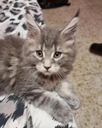 femmina maine coon  