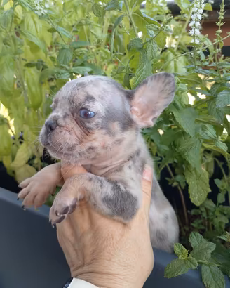 cuccioli di bulldog francese 