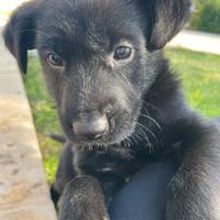 Cucciolo di cane maschio, razza meticcia