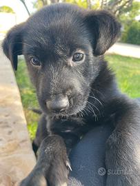 Cucciolo di cane maschio, razza meticcia