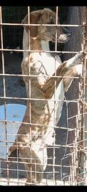 Segugio maremmano cucciolone