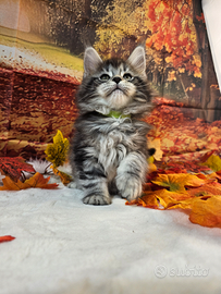 Maschio Maine Coon LINEA ALTISSIMO LIVELLO