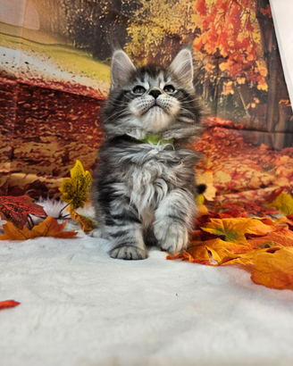 Maschio Maine Coon LINEA ALTISSIMO LIVELLO