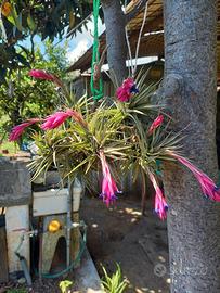 pianta grande di tillandsia 8 fiori