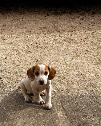 Cuccioli di segugio istriano