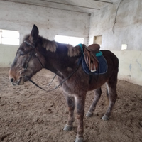 Mula docile più basto