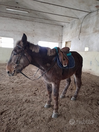 Mula docile più basto