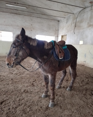 Mula docile più basto