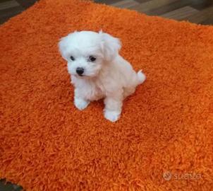 Maltese&maltesi