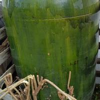 VASO IN TERRACOTTA GRANDI DIMENSIONI