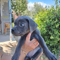 Cani corso nati il 13 luglio