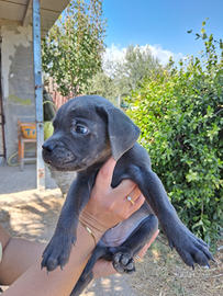 Cani corso nati il 13 luglio