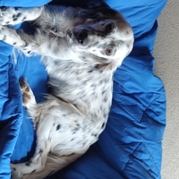 Setter inglese cucciolo