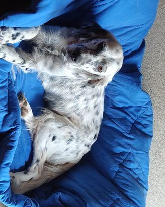 Setter inglese cucciolo