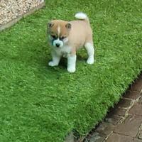 Shiba inu maschi & femmine