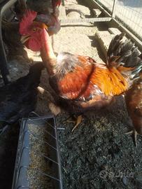 Gallo collo nudo