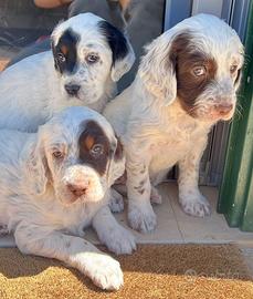 Cucciole di setter inglese