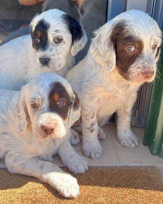 Cucciole di setter inglese
