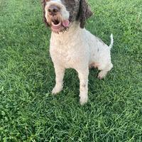 Lagotto room angolo