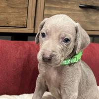Cuccioli dí Weimaraner