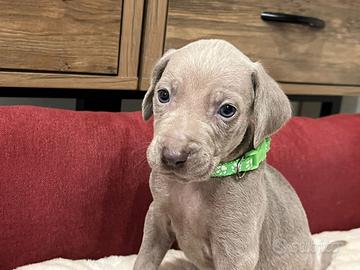 Cuccioli dí Weimaraner