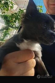 Chihuahua mini Toy