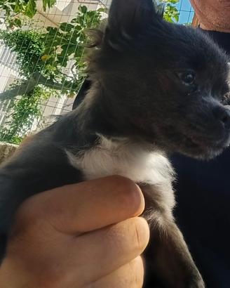 Chihuahua mini Toy