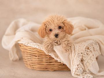 Maltipoo Mini Toy disponibili subito