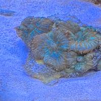 Corallo molle Rhodactis Superman