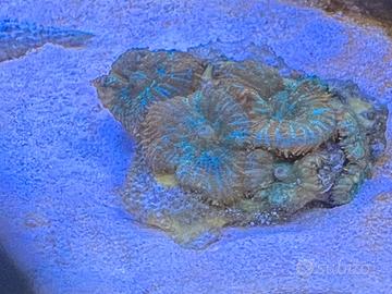 Corallo molle Rhodactis Superman