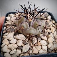 cactus copiapoa cinerea jn 2028