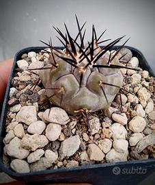 cactus copiapoa cinerea jn 2028