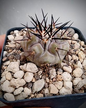 cactus copiapoa cinerea jn 2028