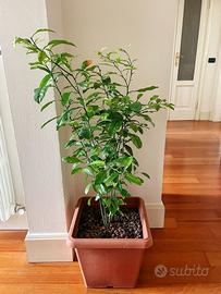 Piante verdi in vaso Limone Vaso quadrato grande