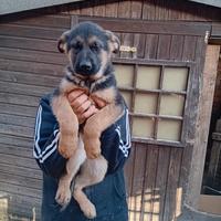 Cucciolo pastore tedesco