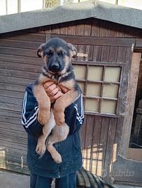 Cucciolo pastore tedesco