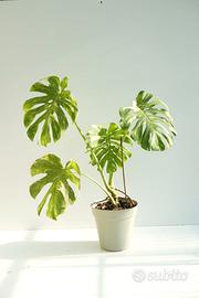 Monstera Thai Constellation