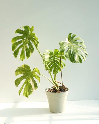 Monstera Thai Constellation