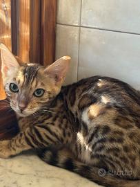 Cucciola bengala femmina