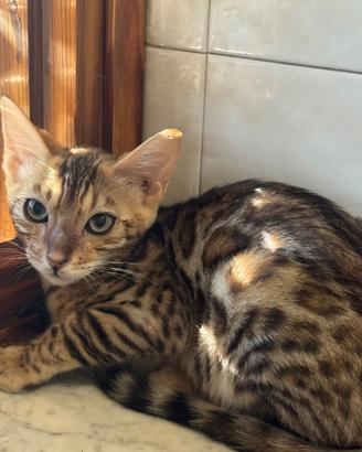 Cucciola bengala femmina