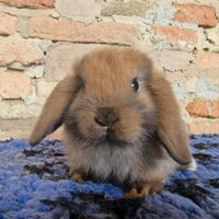 Minilop cuccioli