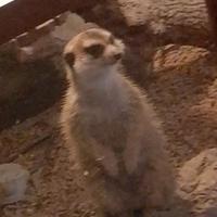 Suricata