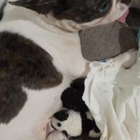 Bulldog francese