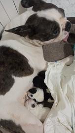 Bulldog francese