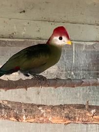 Turachi cresta rossa