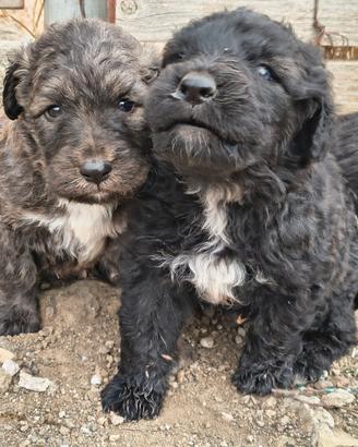 Cane Fonnese